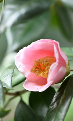 椿の花
