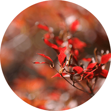 紅葉