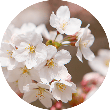 桜